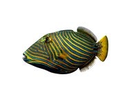 Undulate Triggerfish 3D Model