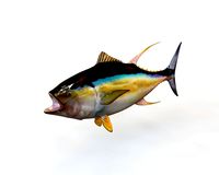 Yellowfin Tuna 3D Model