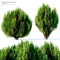 Platycladus orientalis