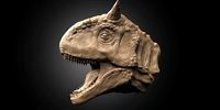 Carnotaurus head 3d printable model | 3D