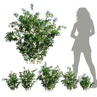 New Plant Ceratostigma Plumbaginoides Bleiwurz