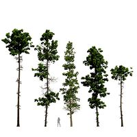 Pinus Palustris Sphaeropteris Lepifera Pinus Engelmannii