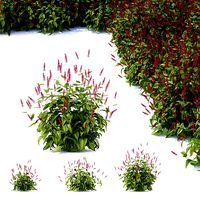 Persicaria amplexicaule