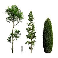 Sphaeropteris Lepifera Fagus Grandifolia Concinna Bonsai Pruned