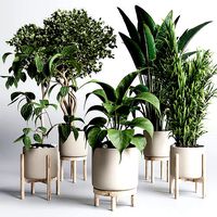 set indoor plant 294 ficus palm ravenala wooden vase