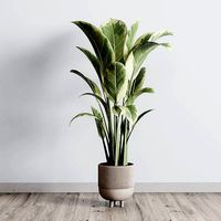 ficus elastica pot Indoor outdoor plant 296 concrete dirt vase