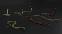 Snake Rigged and Animated