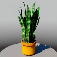 potted plant