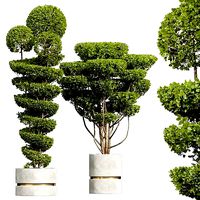 New Plant Ficus Concinna Bonsai Pruned Pot