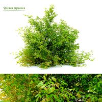 Spiraea japanica bush