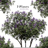 Set of Rhododendron Ponticum Plant - 3 Plants