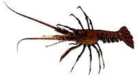 realistic lobster