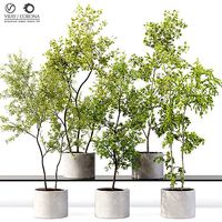Collection Indoor Plants 018