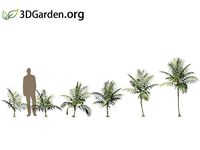 Chamaedorea elegans -parlor palm 01