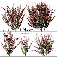 Set of Lavatera Cachemiriana or Lavatera Plant - 5 Plants