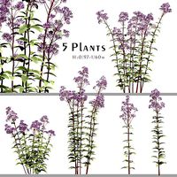 Set of Eupatorium Purpureum or Joe Pye weed Plant - 5 Plants