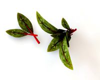 Beet Greens 3D Model