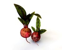 Beetroot 3D Model