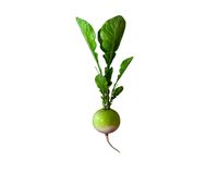 Radish Green 3D Model