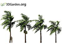 Caryota mitis - Fishtail Palm 06