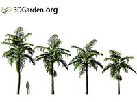 Caryota mitis - Fishtail Palm 05