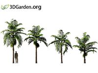 Caryota mitis - Fishtail Palm 03