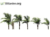 Caryota mitis - Fishtail Palm 02