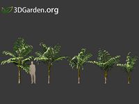 Caryota mitis - Fishtail Palm 01