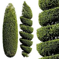 New Plant Ficus Concinna Bonsai Pruned03