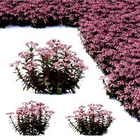 Sedum telephium matrona