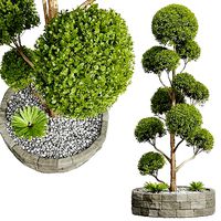 New Plant Ficus Concinna Bonsai Pruned Tree