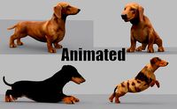 dachshund dog pet