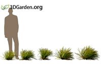 Lomandra longifolia - spiny-head mat rush 06