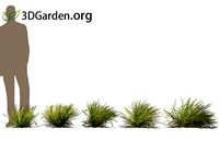 Lomandra longifolia - spiny-head mat rush 05