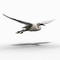 Egret Animated VFX Grace