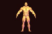bodybuilder base mesh