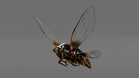 3D Animal | Cicada Animated