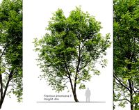 Fraxinus americana 5