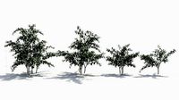 Sophora
