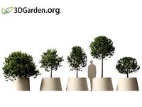 Laurus nobilis - bay laurel 02