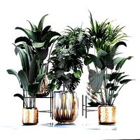 Houseplants for the interior 03 3D model