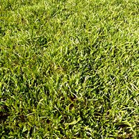 High Details Grass Vol_01