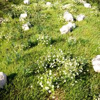 Grass For Landscaping Vol_02