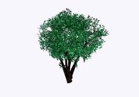 Big tree