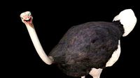 Ostrich 3D Model