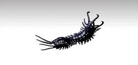 centipede