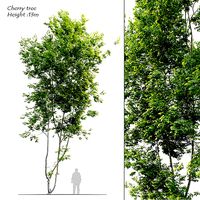 Cherry tree