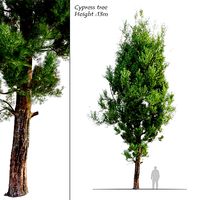 cypress tree 05