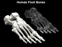 Foot bones - Skeleton Foot