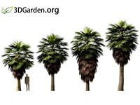 Brahea armata - blue hesper palm 09